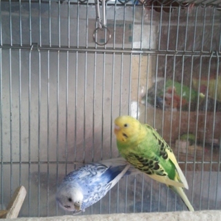 つがいで飼っていただける方を募集します