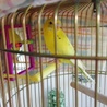 可愛い静かな＊カゴ飼いインコさん サムネイル3