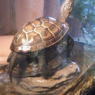 クサガメの男の子(ちっち)