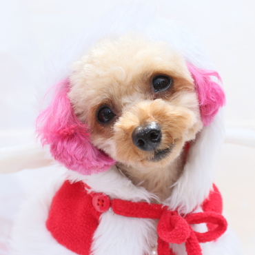 プロカメラマン撮影