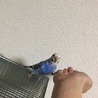 セキセイインコの里親を探しています サムネイル5
