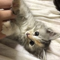 甘えんぼう子猫、美猫さん