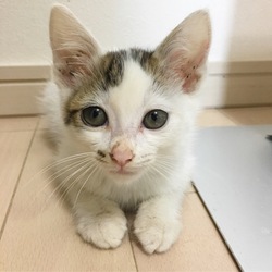 見れば見るほどハマるコ