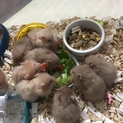 ゴールデンハムスター長毛種   里親募集