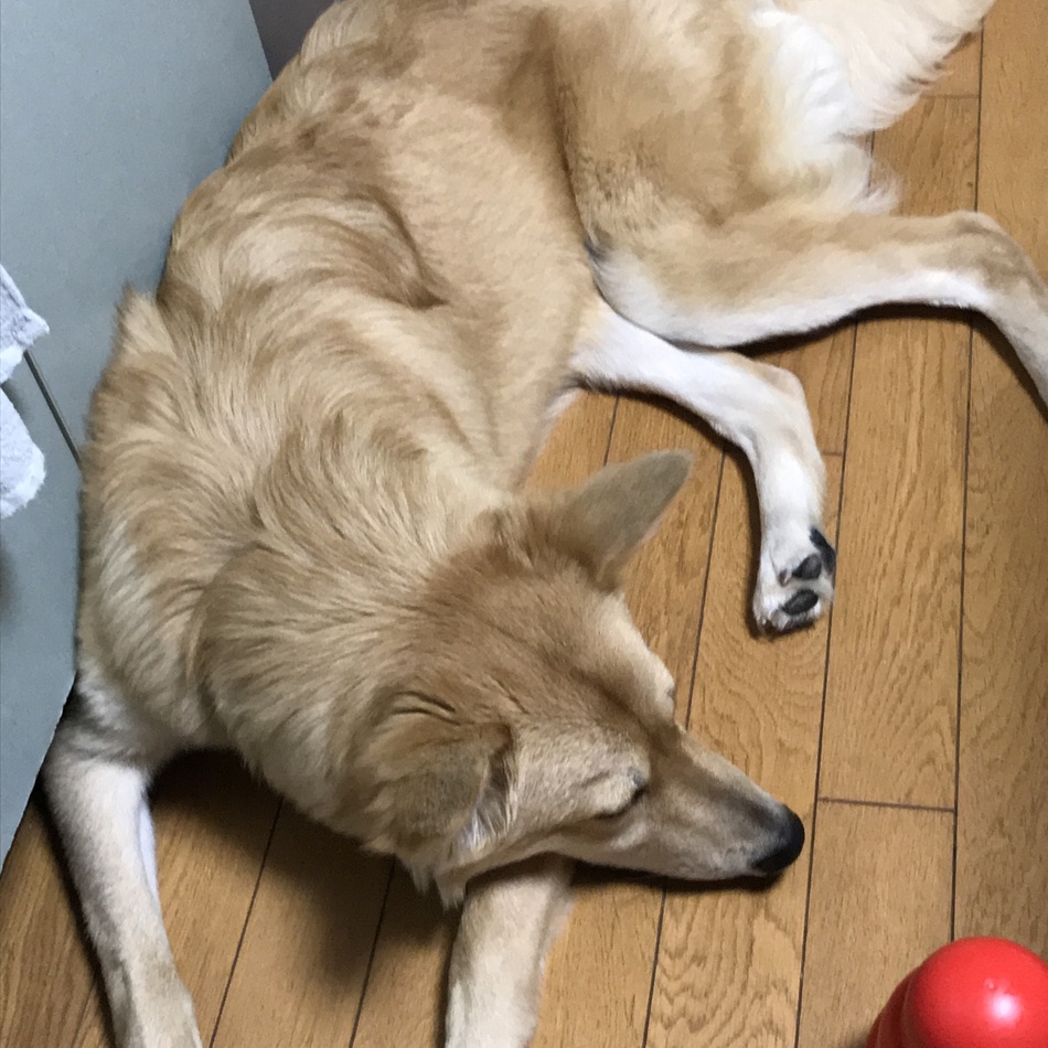 きなこのカバー写真