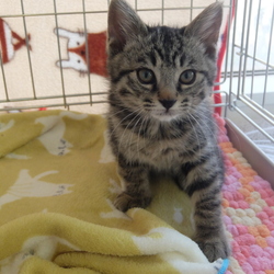 【札幌】保護猫の譲渡会 サムネイル2