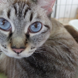 【札幌】保護猫の譲渡会 サムネイル3