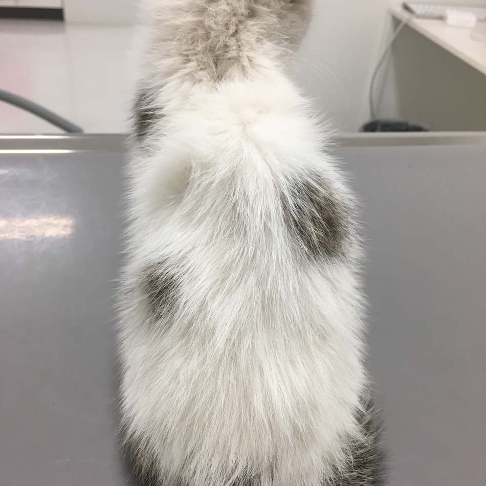 ポワ  （水玉白キジ）のカバー写真