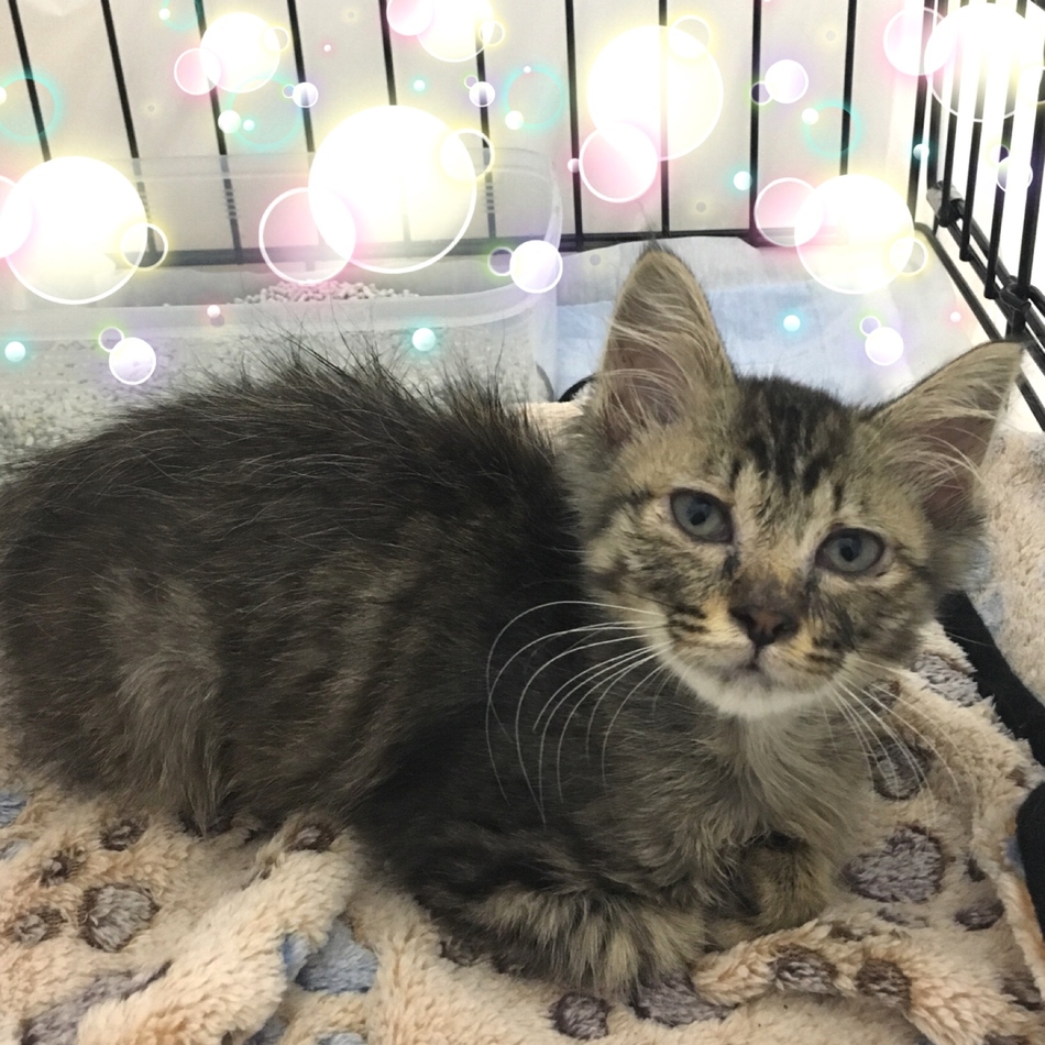 シュシュ  （ふわふわ子猫）のカバー写真