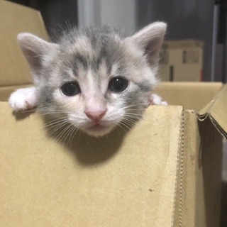 里親募集です。ご協力をよろしくお願いします。