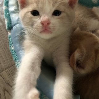 里親募集です。ご協力をよろしくお願いします。