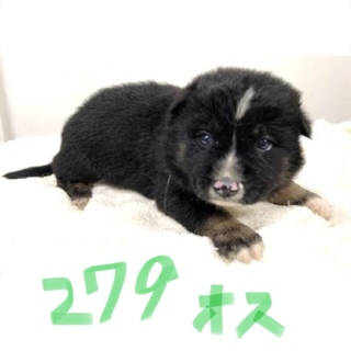里親決定しました。