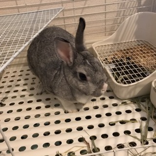 灰色のミニうさぎちゃん