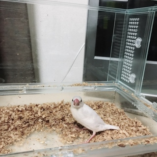 可愛がってくださる方お願いいたします