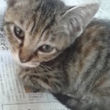 かなり可愛い子猫です