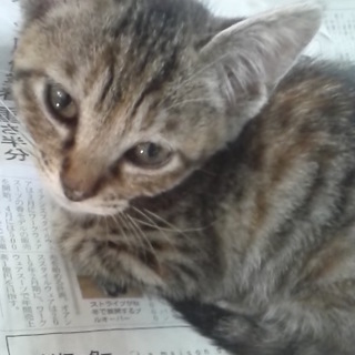 かなり可愛い子猫です