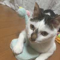 チロ