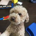 トイプードル6歳 血統書あり