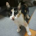 美しい三毛♪ライラ　6ヶ月　トライアル決定！