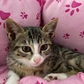 世田谷区で子猫保護5
