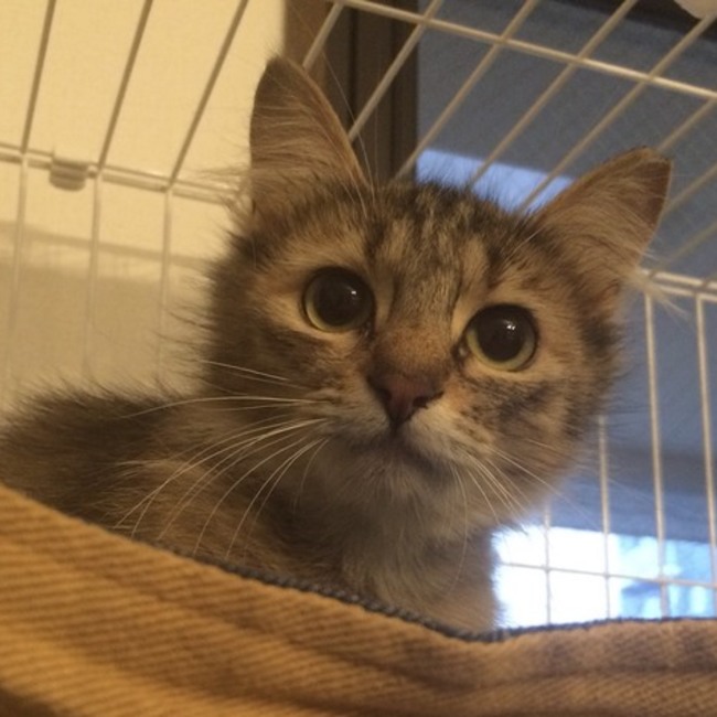 はまねこ☆あずかりのカバー写真