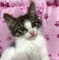 世田谷区で子猫保護3