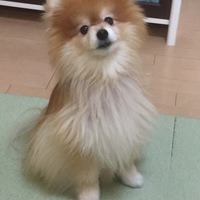 ポン汰