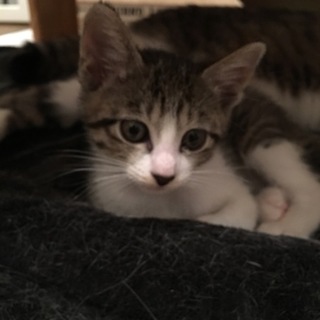 野良ネコの子供です。