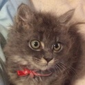 家族になって！ロシアンブルー似のモフモフ仔猫