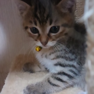 ２ヶ月位の男の子だいだいちゃん