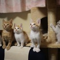 里親募集 元気な子猫たち