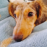 麦