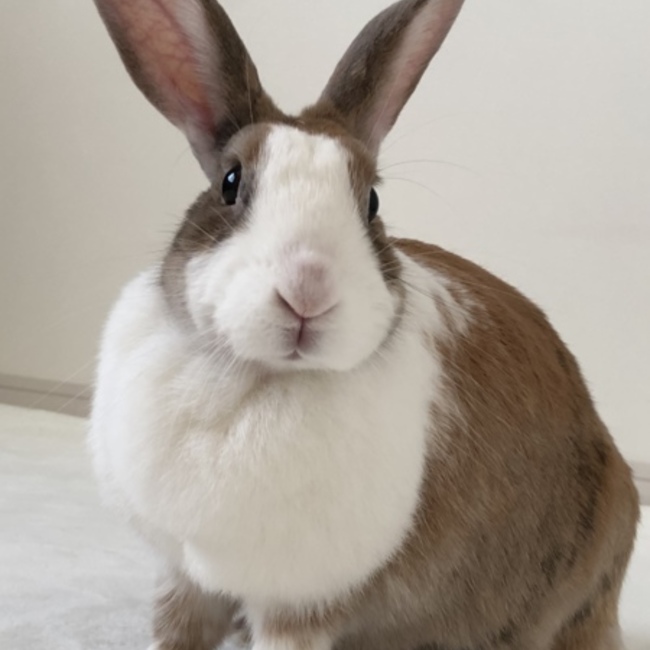 Heuerのカバー写真