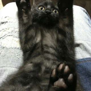 凛々しい墨くん