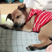 きなこ