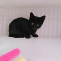 黒猫兄弟元気いっぱいの一匹