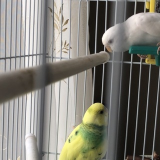 セキセイインコご家族でお迎え感謝します。