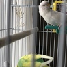 セキセイインコご家族でお迎え感謝します。 サムネイル2