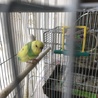セキセイインコご家族でお迎え感謝します。 サムネイル3