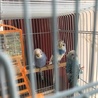 セキセイインコご家族でお迎え感謝します。 サムネイル4