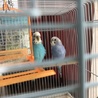 セキセイインコご家族でお迎え感謝します。 サムネイル5