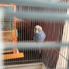 セキセイインコご家族でお迎え感謝します。 サムネイル6