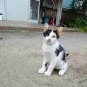 子猫もらって下さい