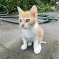 子猫もらって下さい