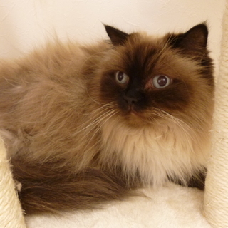 お声がかかりました【羽衣あか】人間が好きです