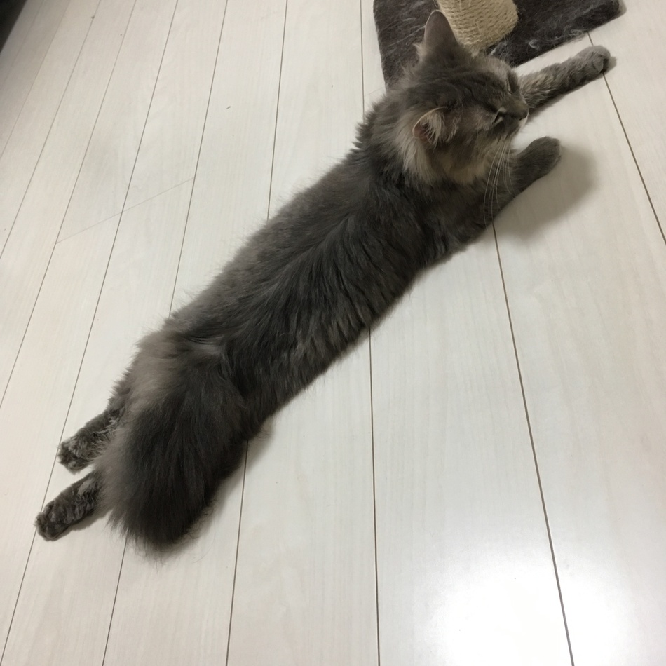 りむのカバー写真