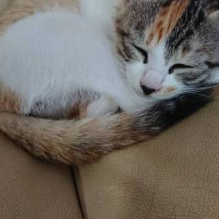 三毛ちゃんトライアル中です。