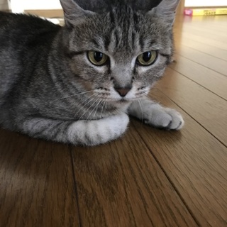 おとなしい美人さんです(*^^*)