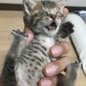 生後2週程度の子猫を保護しています