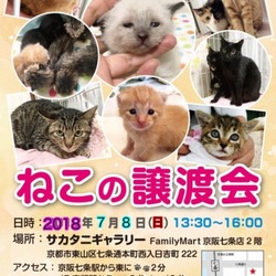 猫の譲渡会@京都 サムネイル1